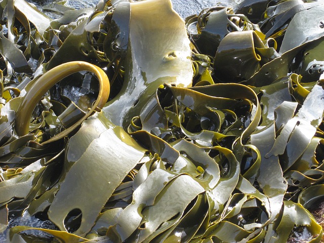 listy řasy kelp